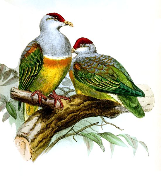 wallace's fruit dove (of course you knew that). Joseph Wolf [Public domain], via Wikimedia Commons