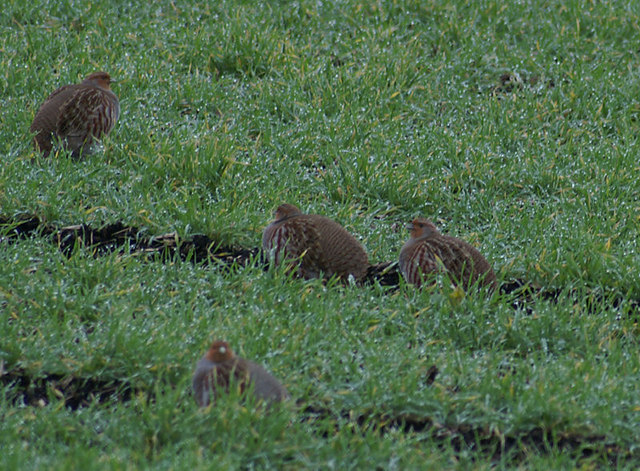 Grey partridges looking a bit miserable at Altcar Moss - but then if you were in steep decline you wouldn't look that happy either.  Mike Pennington [CC-BY-SA-2.0 (http://creativecommons.org/licenses/by-sa/2.0)], via Wikimedia Commons