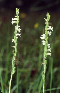 Summers Lady's tresses - already lost from our countryside