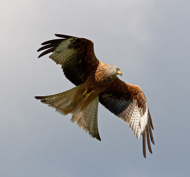 By Tony Hisgett from Birmingham, UK (Red Kite 13  Uploaded by Magnus Manske) [CC-BY-2.0 (http://creativecommons.org/licenses/by/2.0)], via Wikimedia Commons