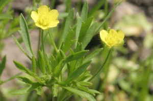 Corn buttercup - gone from the UK's fields.  By HermannSchachner (Own work) [CC0], via Wikimedia Commons