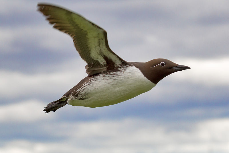 A guillemot - this one is bridled. By Andreas Trepte (Own work) [CC-BY-SA-2.5 (http://creativecommons.org/licenses/by-sa/2.5)], via Wikimedia Commons