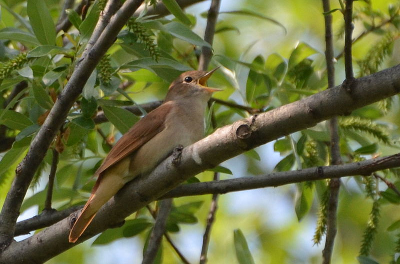 By Noel Reynolds (Common Nightingale (Luscinia megarhynchos)) [CC-BY-2.0 (http://creativecommons.org/licenses/by/2.0)], via Wikimedia Commons