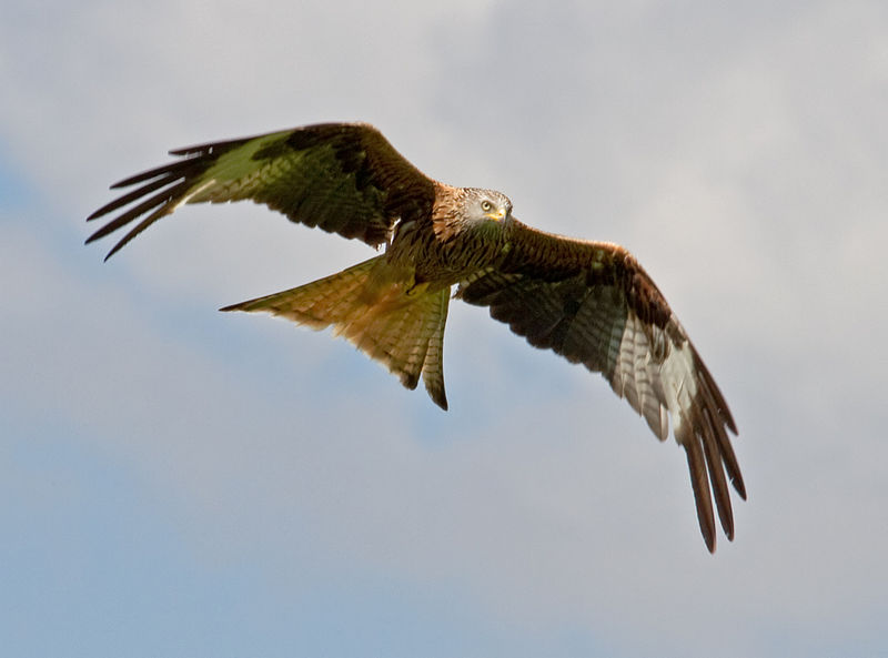 By Tony Hisgett from Birmingham, UK (Red Kite 15  Uploaded by Magnus Manske) [CC-BY-2.0 (http://creativecommons.org/licenses/by/2.0)], via Wikimedia Commons