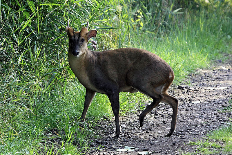Muntjac deer - valuable rural asset? Photo: Airwolfhound from Hertfordshire, UK (Muntjac - Fowlmere  Uploaded by russavia) [CC-BY-SA-2.0 (http://creativecommons.org/licenses/by-sa/2.0)], via Wikimedia Commons