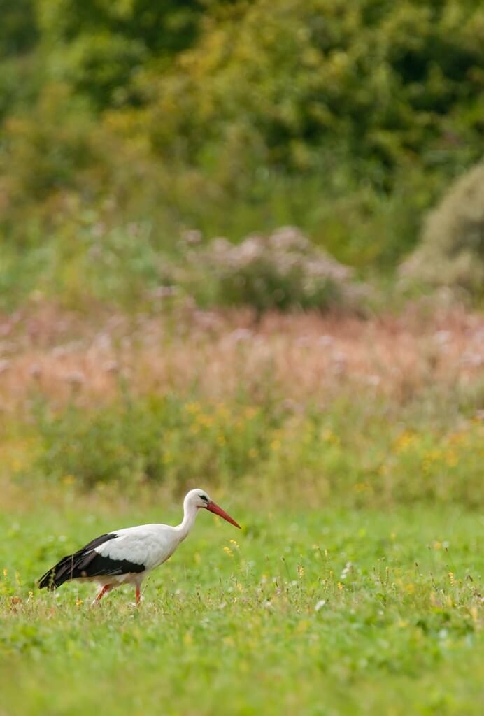 France August 2013-Somme_0046-White-Stork