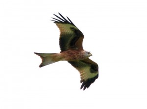 800px-Flickr_-_don_macauley_-_Red_Kite