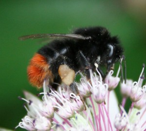 Photo: Mortendrier via wikimedia commons. http://commons.wikimedia.org/wiki/Bombus_lapidarius#mediaviewer/File:Redtailed_bumblebee.jpg