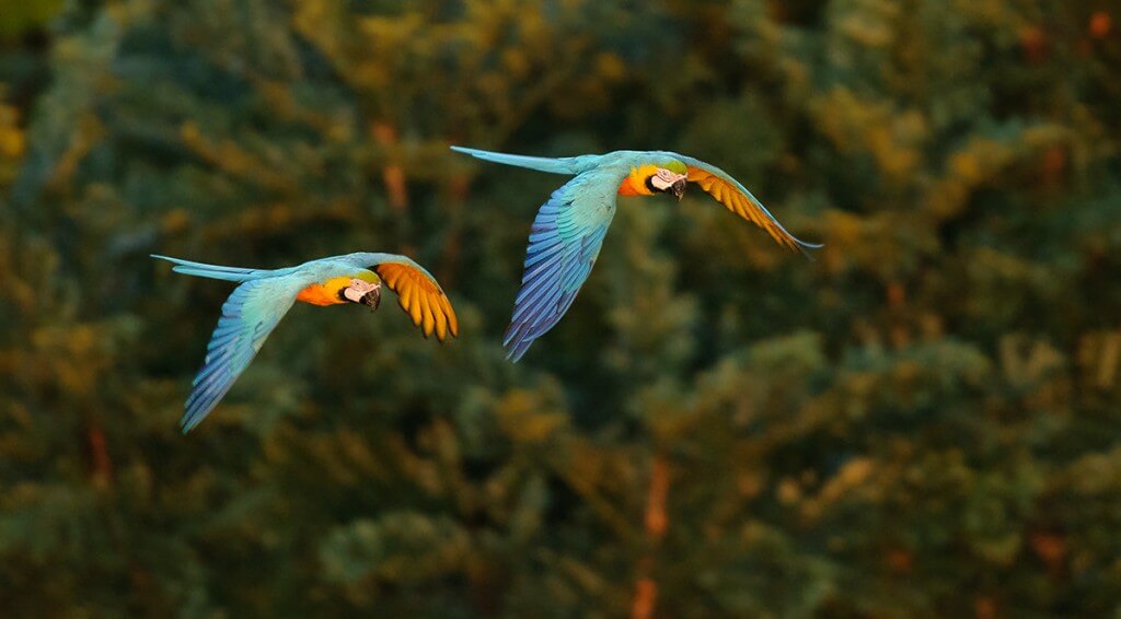 Blue-and-Yellow Macaws