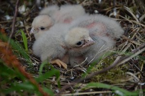 Merlin chicks Photo:Tim Melling