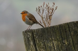 Robin, sitting pretty at No 1. Photo: Tim Melling