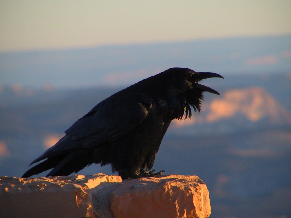 Raven in Bryce Canyon, Utah. Photo: US NPS via wikimedia commons