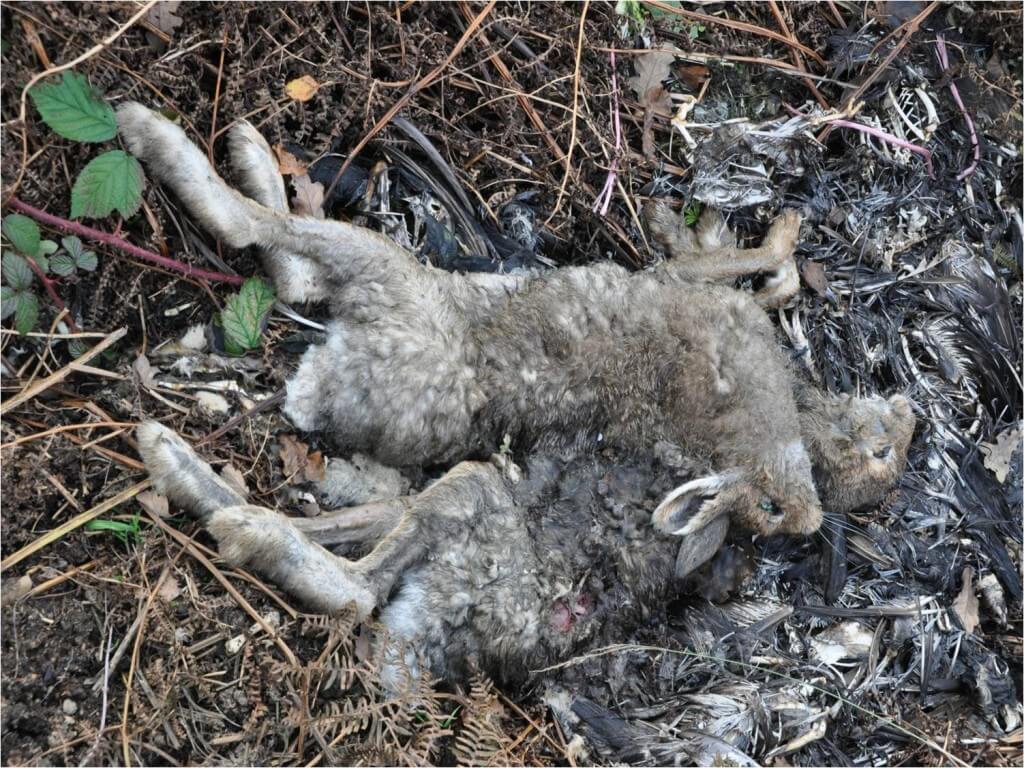 Dead Mountain Hares in a gamekeeper's stink pit