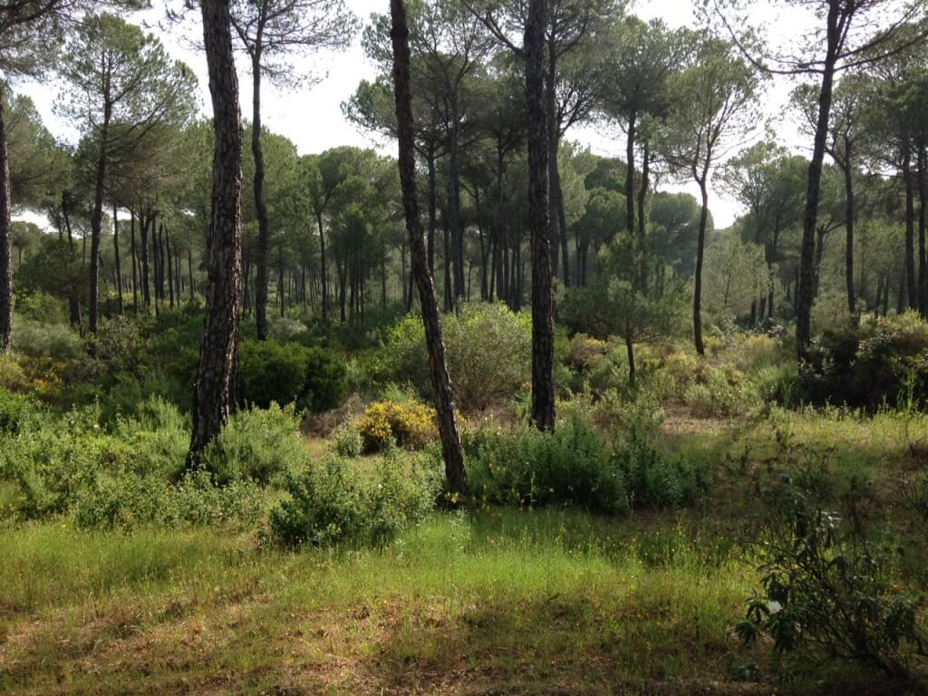 Pine forest - Sardinian Warbler, Hawfinch, Crested Tit and more