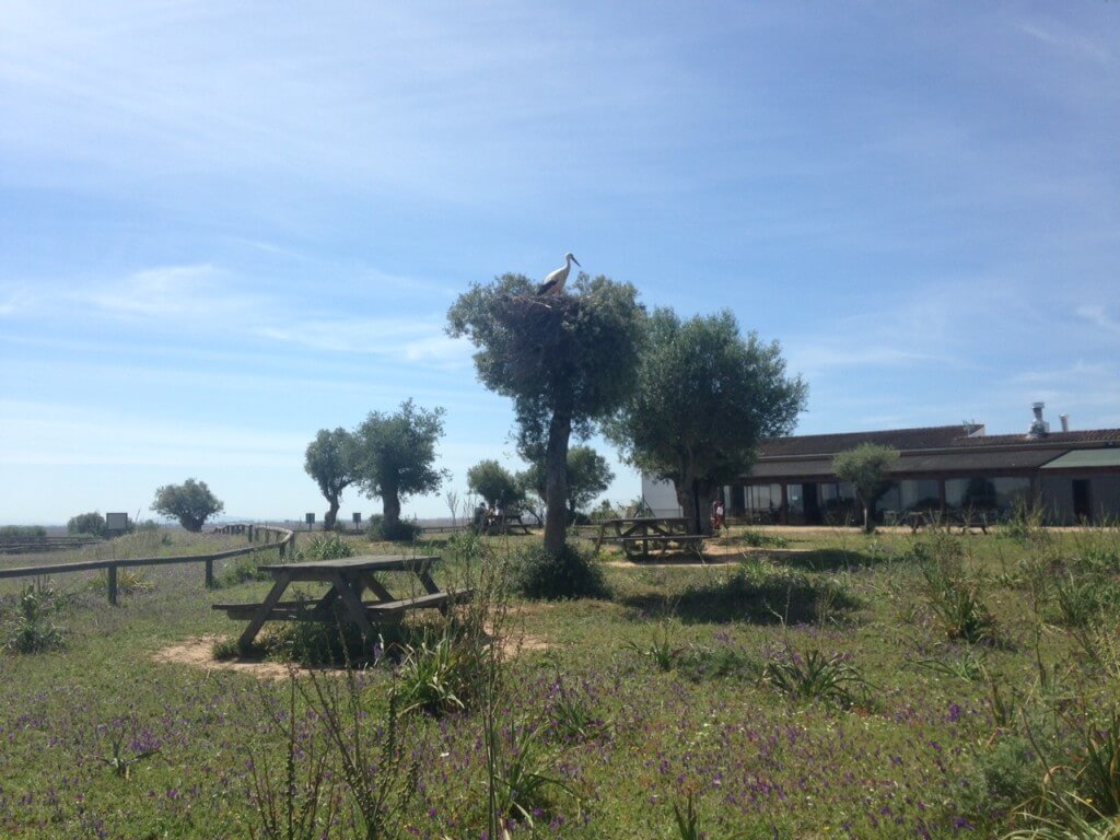 Not the closest White Stork nest to the centre at Dehesa de Abajo