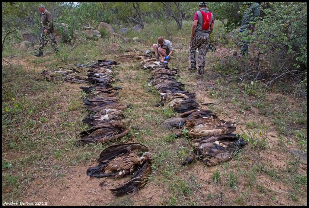 Photo: Andrea Botha. 66 vultures were poisoned in one incident at Derby farm, Limpopo, South Africa, 7 May 2015. 