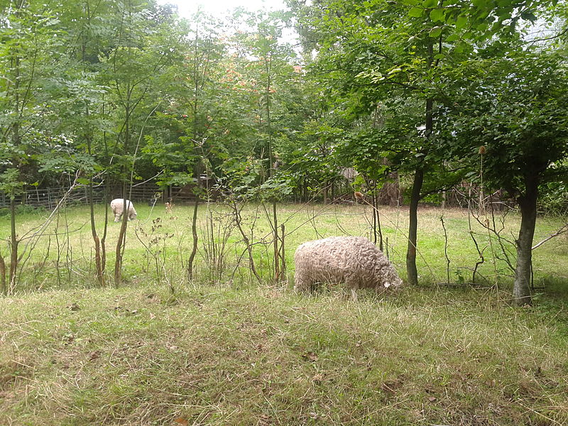 Greyface Dartmoor sheep grazing in the garden of the Natural History Museum, London Photo: Mrjohncummings (Own work) [CC BY-SA 3.0 (http://creativecommons.org/licenses/by-sa/3.0)], via Wikimedia Commons