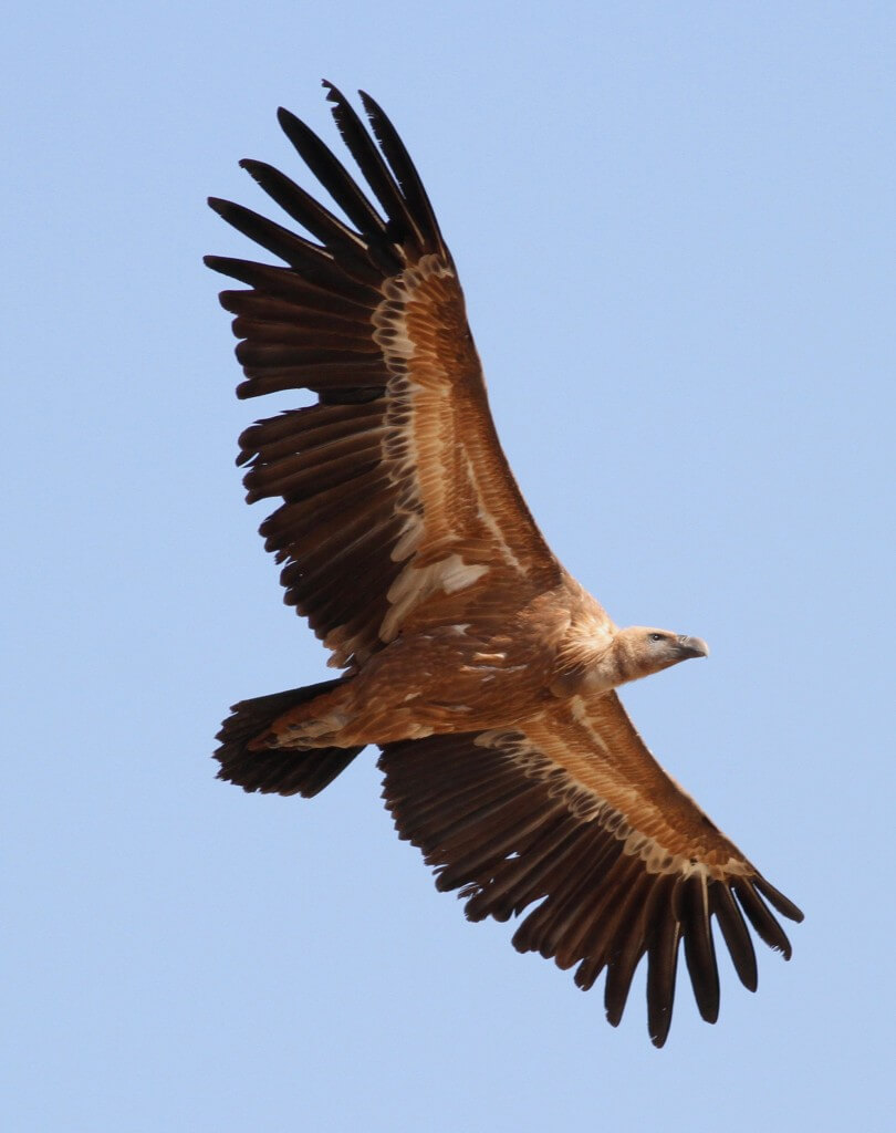 Griffon Vulture. Photo Mandy West