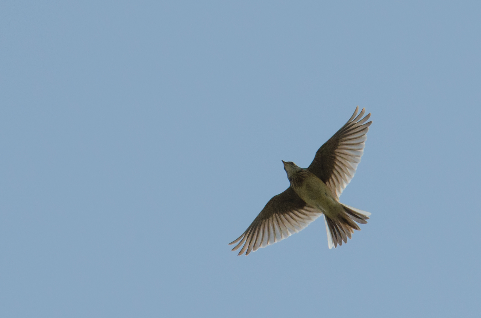 Skylark flying high Photo: Tim Melling