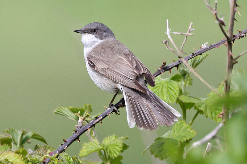 By Ron Knight (Flickr: Lesser Whitethroat) [CC BY 2.0 (http://creativecommons.org/licenses/by/2.0)], via Wikimedia Commons