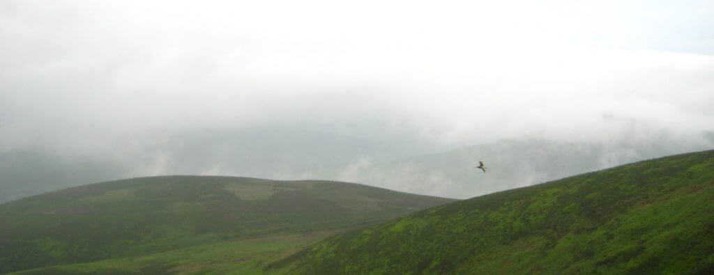 Kinder Scout curlew
