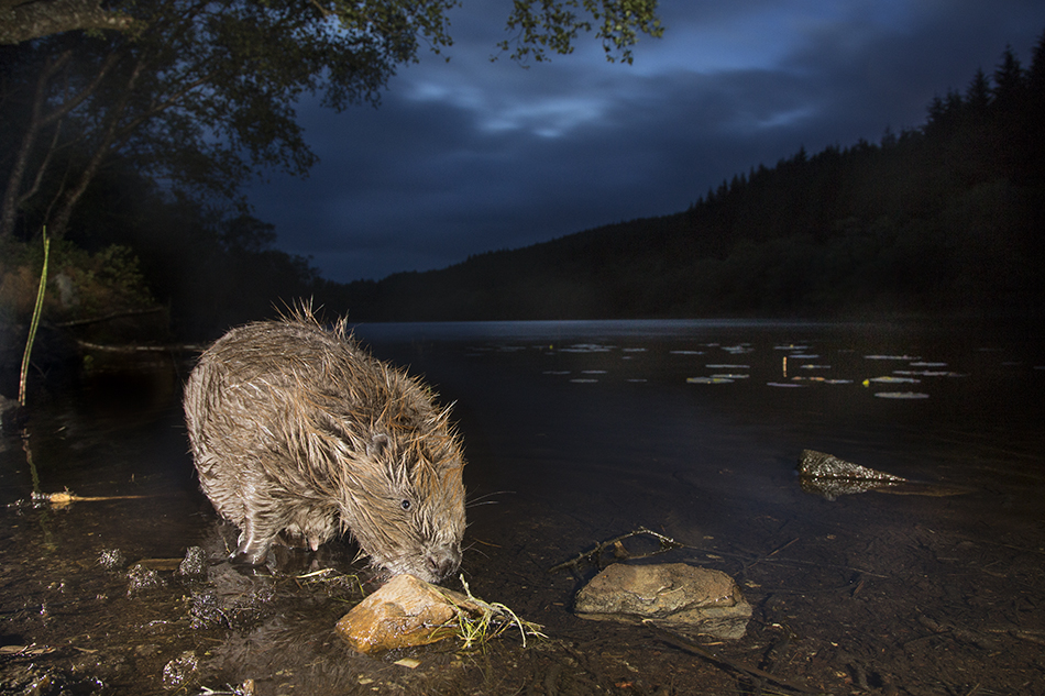 European beaver (Castor fiber) feeding at night, Knapdale Forest, Argyll, Scotland. Photo: Peter Cairns