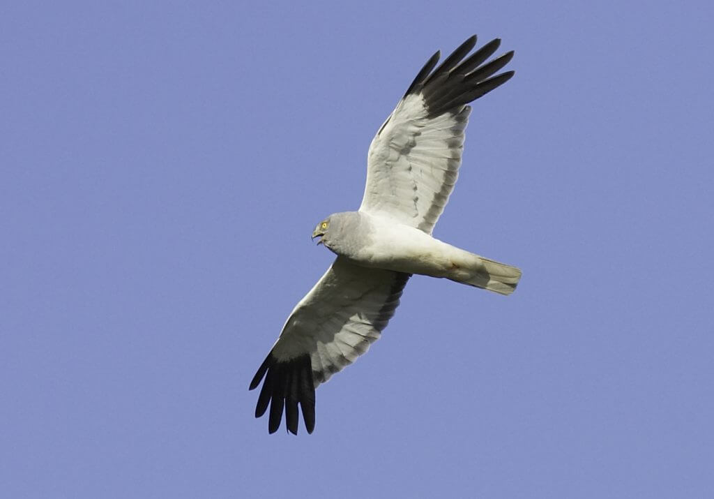 Hen Harrier - Circus cyaneus - adult male in flight. Sutherland. Scotland. July 2006.