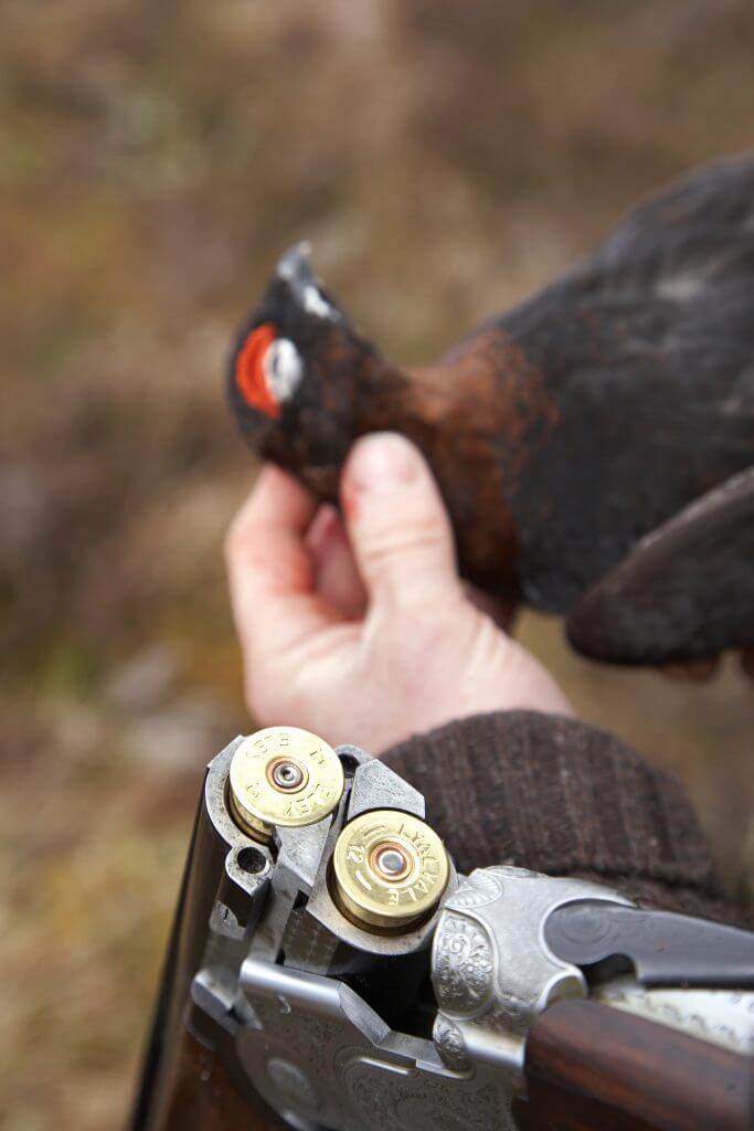 Shotgun killed red grouse - Lagopus lagopus scoticus - Scotland.