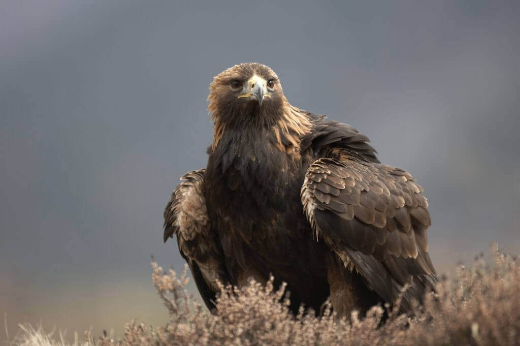 Golden eagle Aquila chrysaetos adult male sitting in heather, Cairngorms National Park, Scotland. Photo: Peter Cairns/RSPB images