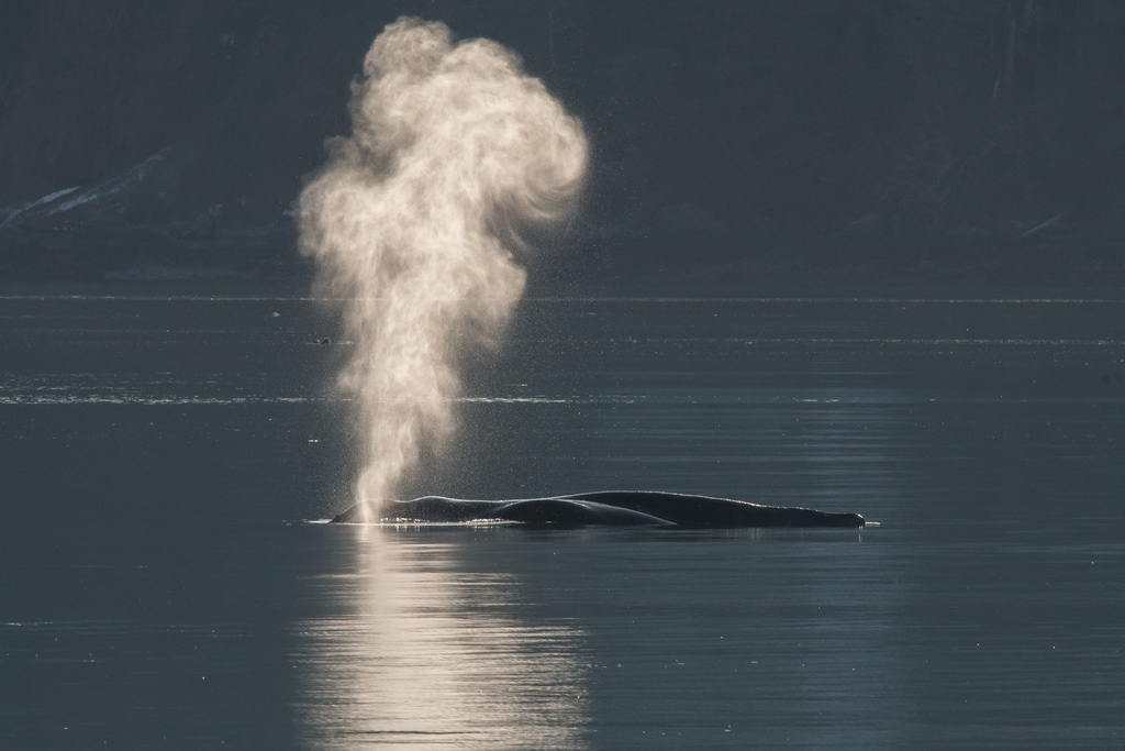 Tim Melling – Humpback Whale – Mark Avery