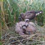 A bright Pallid future?