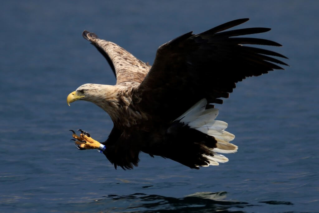 RSPB White-tailed Eagle story – Mark Avery