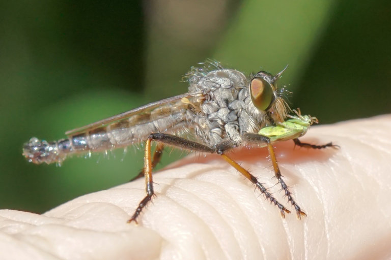 Paul Leyland – Common Awl Robberfly – Mark Avery
