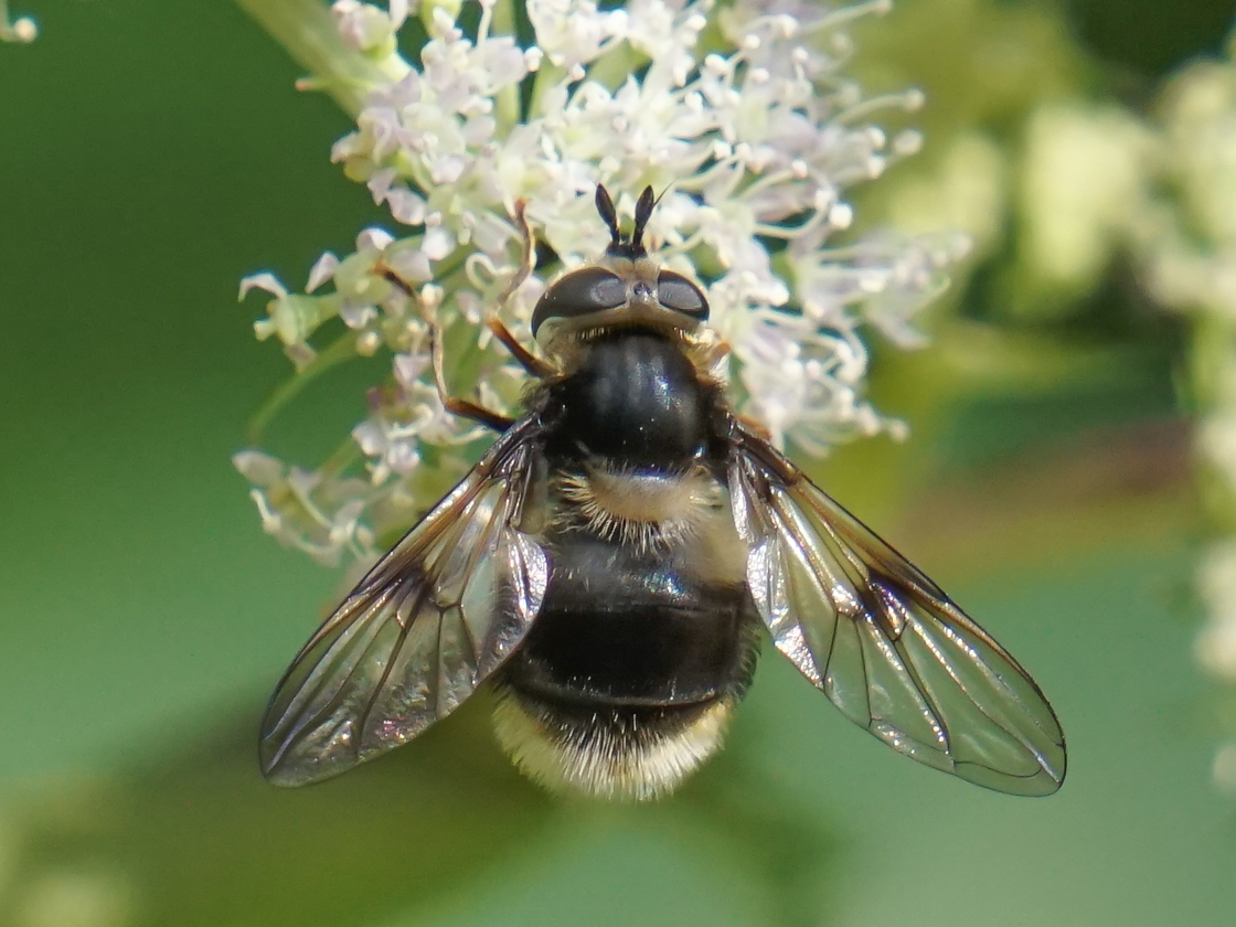 Paul Leyland – Eriozona syrphoides – Mark Avery