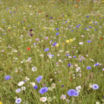 Guest blog – Wildflower verge or colourful eyesore? by Paul Sterry