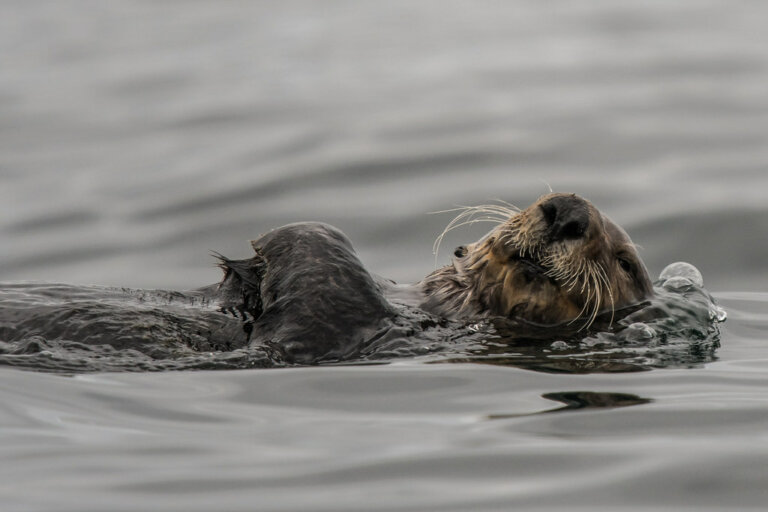 Tim Melling Sea Otter Mark Avery