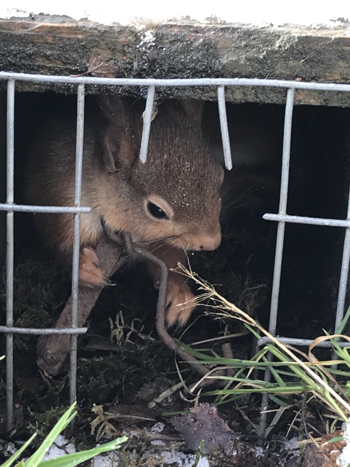 Red Squirrel in spring trap – Mark Avery