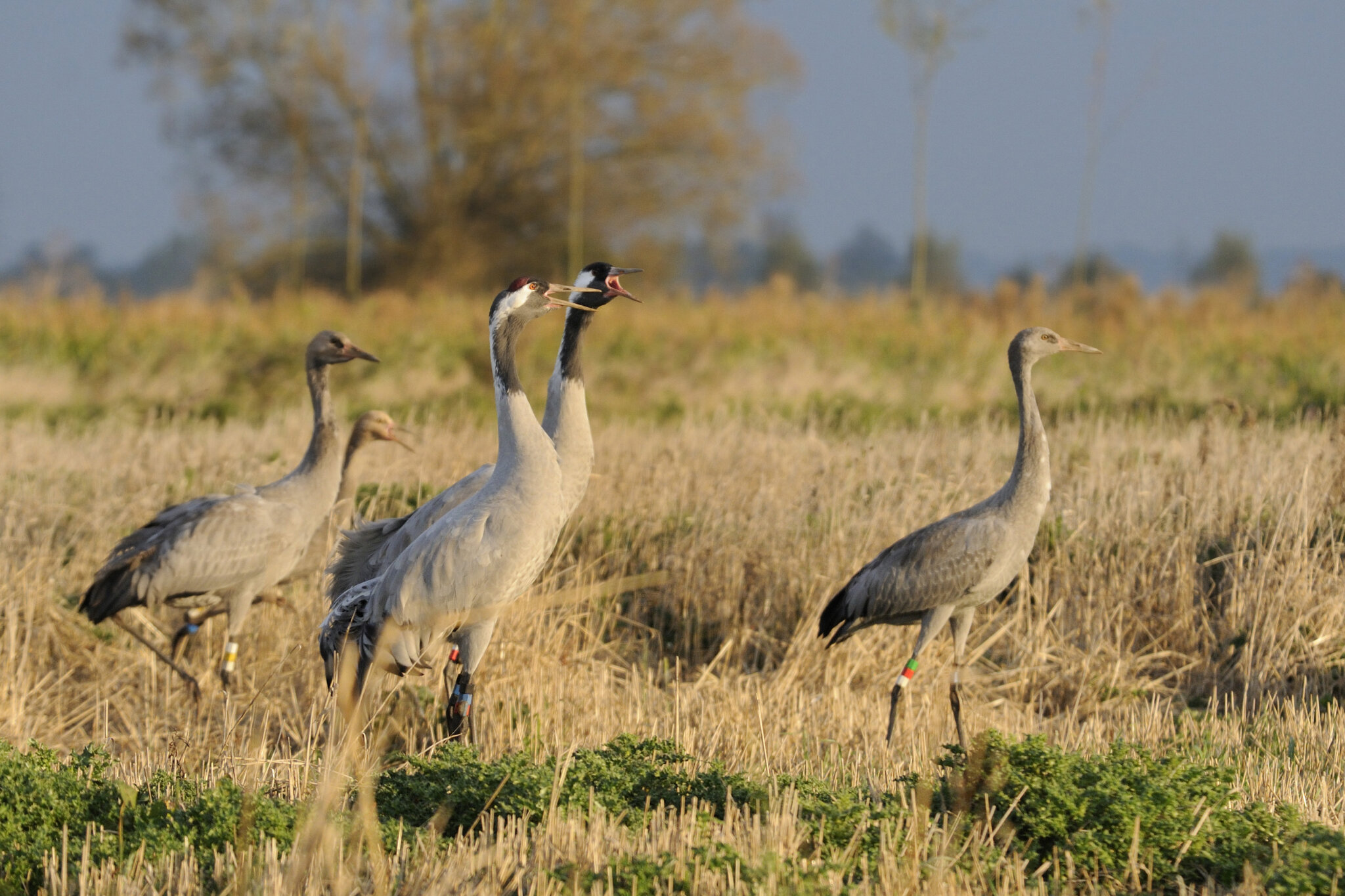 rspb-press-release-lots-of-cranes-mark-avery