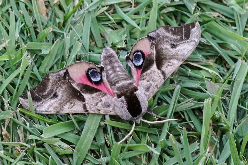 Eyed Hawk-moth  Butterfly Conservation