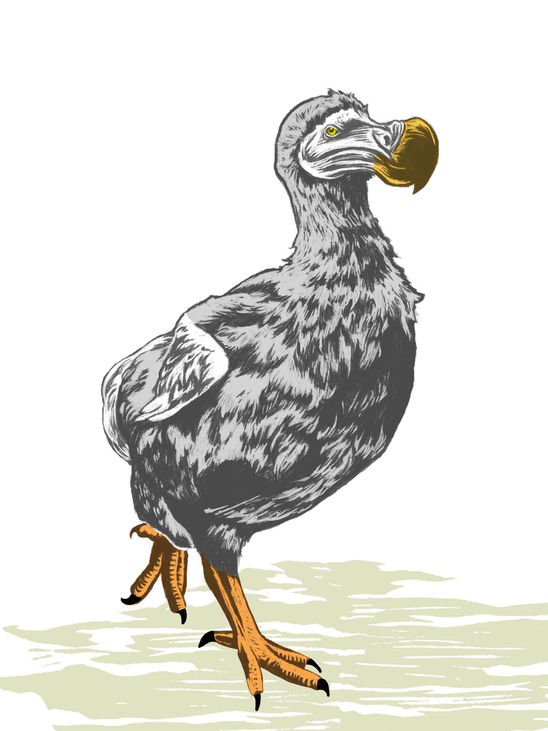 real dodo drawing