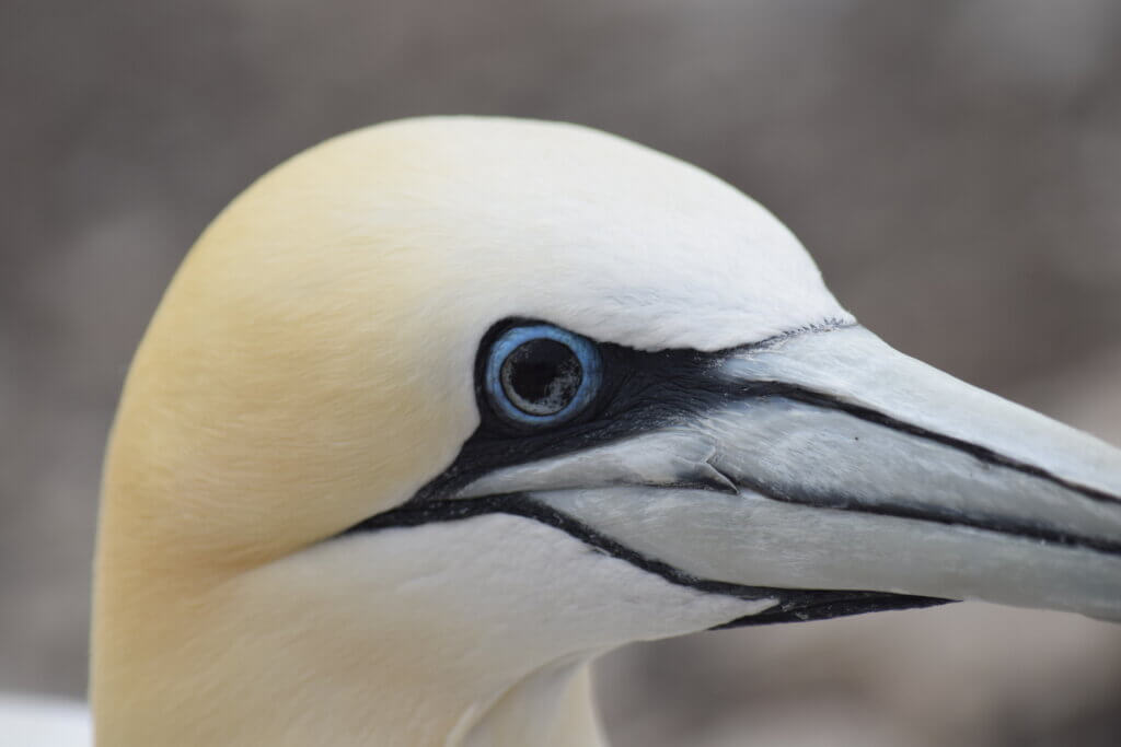 press-release-black-eyed-gannets-have-survived-bird-flu-mark-avery