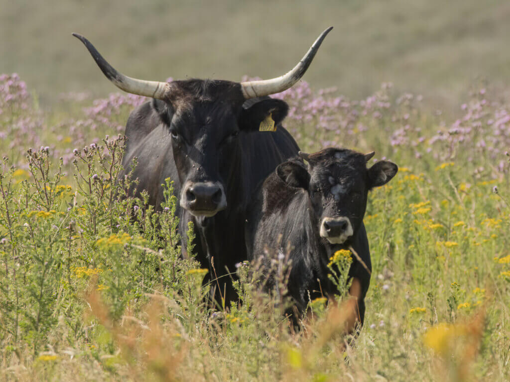 Press launch by Bushes for Life – UK ‘return’ for historic aurochs – Mark Avery