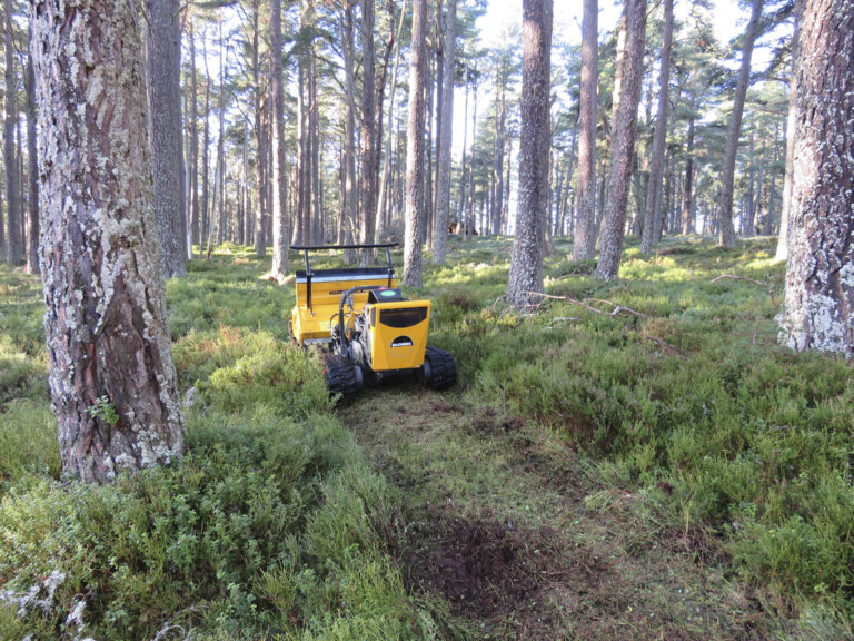 RSPB – Capercaillies at Abernethy Forest – Mark Avery